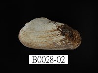 藏品(青鬍魁蛤)的圖片